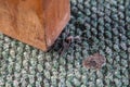 Spider on the carpet near the table legs