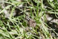 Spider carrying babies Royalty Free Stock Photo