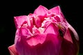 spider catching bee on lotus petal