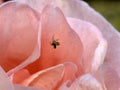 Spider catching fly inside rose flower