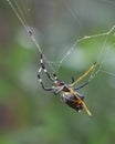 Spider catching his dinner in the spiderÃÂ´s web