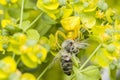 Spider Catching Honey Bee