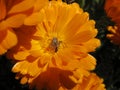 Spider catching an insect on a marigold