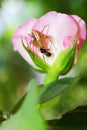 Spider catching insects on pink rose