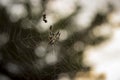 Spider catching insects in spiderweb