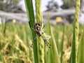 A Spider Catching its prey and preparing to eat it