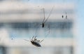 A spider catching a stink bug in his web