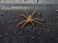 Spider, caterpillar, Heteropoda venatoria, huntsman spider clings to a black plastic bucket