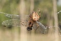 Spider caught dragonflies