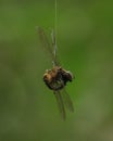 A spider that caught a dragonfly Royalty Free Stock Photo