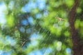 The spider caught a large mosquito in the web and twisted it