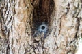 Spider cave in tree Royalty Free Stock Photo