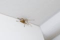 Spider on the ceiling