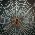 A spider is centered on its intricate web, adorned with numerous dewdrops. The web\'s symmetrical Royalty Free Stock Photo