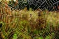Spider in centre of the web