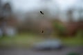 Spider chasing fly behind a window