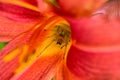 Spider Cheiracanthium sitting in the flower red and yellow daylilie. Cheiracanthium in ambush.