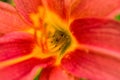 Spider Cheiracanthium sitting in the flower red and yellow daylilie. Cheiracanthium in ambush. Royalty Free Stock Photo