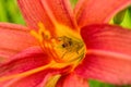 Spider Cheiracanthium sitting in the flower red and yellow daylilie. Cheiracanthium in ambush. Royalty Free Stock Photo