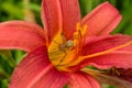 Spider Cheiracanthium sitting in the flower red and yellow daylilie. Cheiracanthium in ambush. Royalty Free Stock Photo