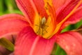 Spider Cheiracanthium sitting in the flower red and yellow daylilie. Cheiracanthium in ambush. Royalty Free Stock Photo