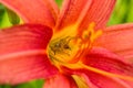 Spider Cheiracanthium sitting in the flower red and yellow daylilie. Cheiracanthium in ambush. Royalty Free Stock Photo