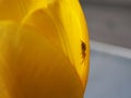 Spider Cheiracanthium sitting in the flower Royalty Free Stock Photo