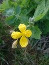 Spider on Chelidonium majus greater celandine, tetterwort Royalty Free Stock Photo