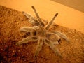 Spider Chilean rose tarantula Grammostola rosea Royalty Free Stock Photo