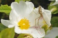 Spider on Cistus flower Royalty Free Stock Photo