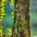 Spider climbing and producing silk to create webs