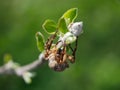 A spider climbs along a branch Royalty Free Stock Photo