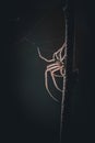 a spider climbs on the branch