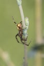 Spider climbs the stem of the plant