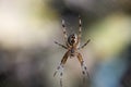 The spider climbs up the web. Close-up.