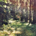 The spider climbs on the web in forest