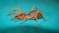 Spider. Close Up camel spider isolated on green background.  also known as windscorpion, Solifugae or sun spider.  wind scorpion, Royalty Free Stock Photo