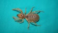 Spider. Close Up camel spider isolated on green background.  also known as windscorpion, Solifugae or sun spider.  wind scorpion, Royalty Free Stock Photo