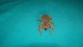 Spider. Close Up camel spider isolated on green background.  also known as windscorpion, Solifugae or sun spider.  wind scorpion, Royalty Free Stock Photo