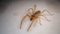 Spider Close Up camel spider isolated on white background. also known as windscorpion, Solifugae or sun spider. wind scorpion, ins Royalty Free Stock Photo