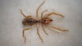 Spider. Close Up camel spider isolated on white background.  also known as windscorpion, Solifugae or sun spider.  wind scorpion, Royalty Free Stock Photo