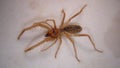 Spider. Close Up camel spider isolated on white background.  also known as windscorpion, Solifugae or sun spider.  wind scorpion, Royalty Free Stock Photo