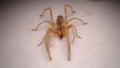 Spider. Close Up camel spider isolated on white background.  also known as windscorpion, Solifugae or sun spider.  wind scorpion, Royalty Free Stock Photo