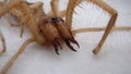 Spider  Close Up camel spider isolated on white background. closeup the head of a camel spider  also known as windscorpion, Solifu Royalty Free Stock Photo