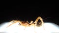 Spider. Close Up camel spider under light camel spider has long hair  also known as windscorpion, Solifugae or sun spider.  wind s Royalty Free Stock Photo