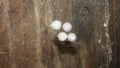 Spider , close up of eggs spider closeup egg spider. egg insect insect, insects, bug, bugs, animal, animals, wildlife, wild natur