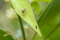 Spider Close up of insect on green leave Royalty Free Stock Photo