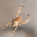 Spider close-up. Macrophotography. Royalty Free Stock Photo