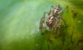 spider close up possibly of the species frigga quitensis