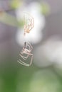 Spider close-up sheds skinned on the web like an alien